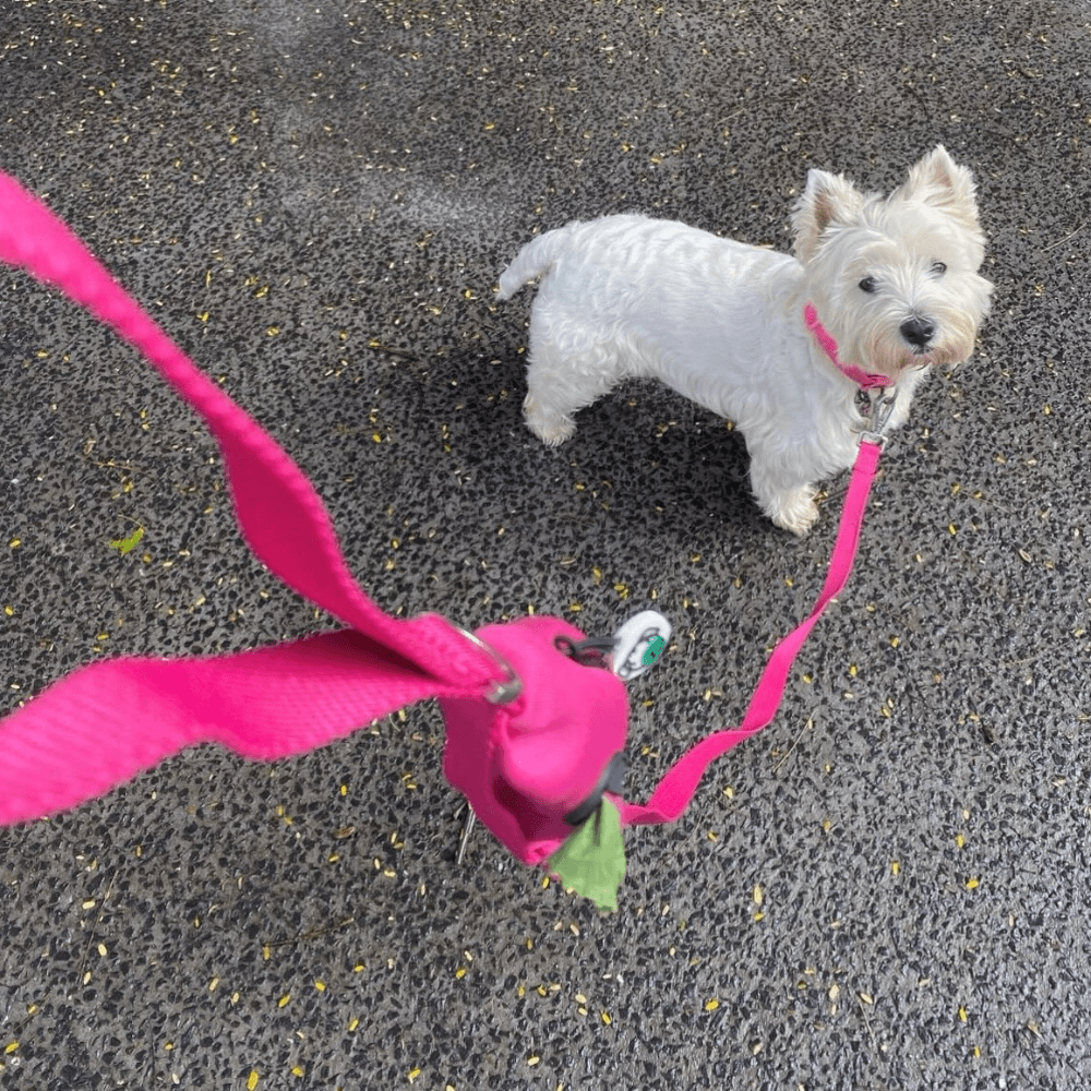 Pink Dog Lead With Poo Bag Holder 5 Pink Dog Lead With Poo Bag Holder