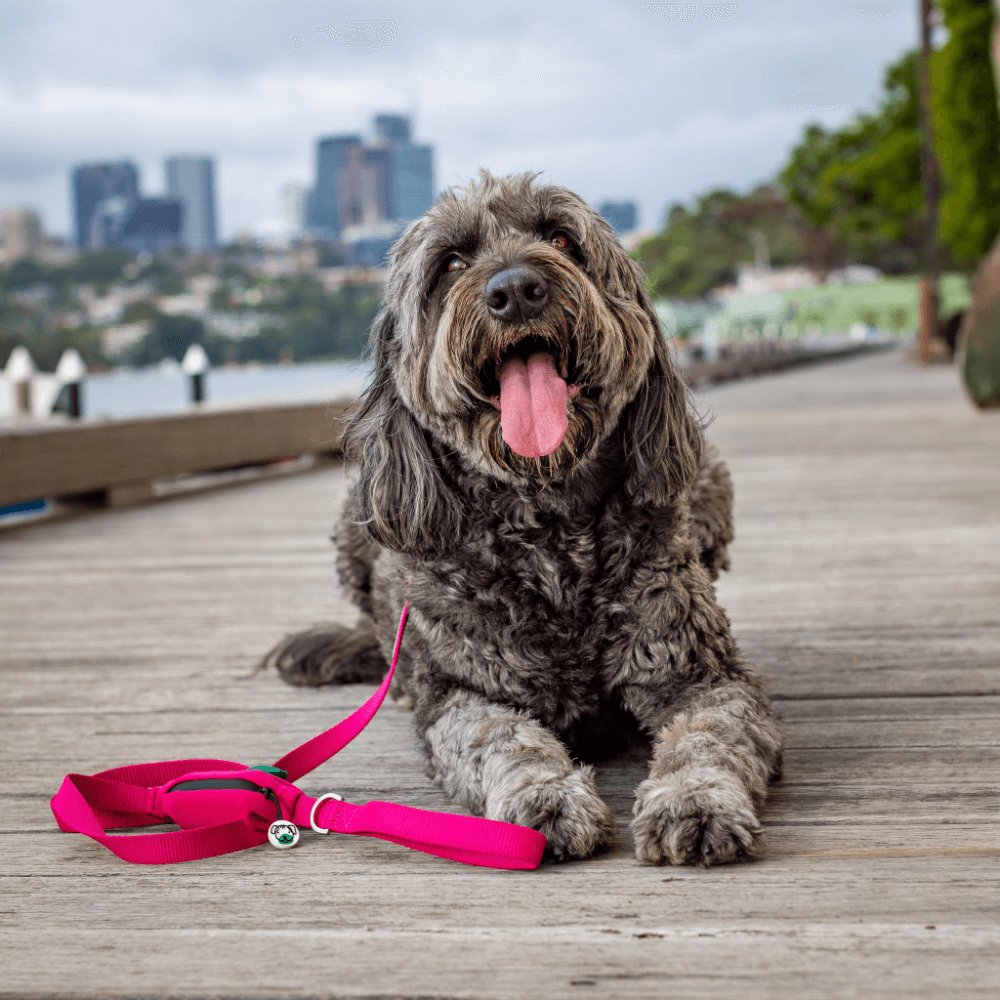 Pink Dog Lead With Poo Bag Holder 6 Pink Dog Lead With Poo Bag Holder