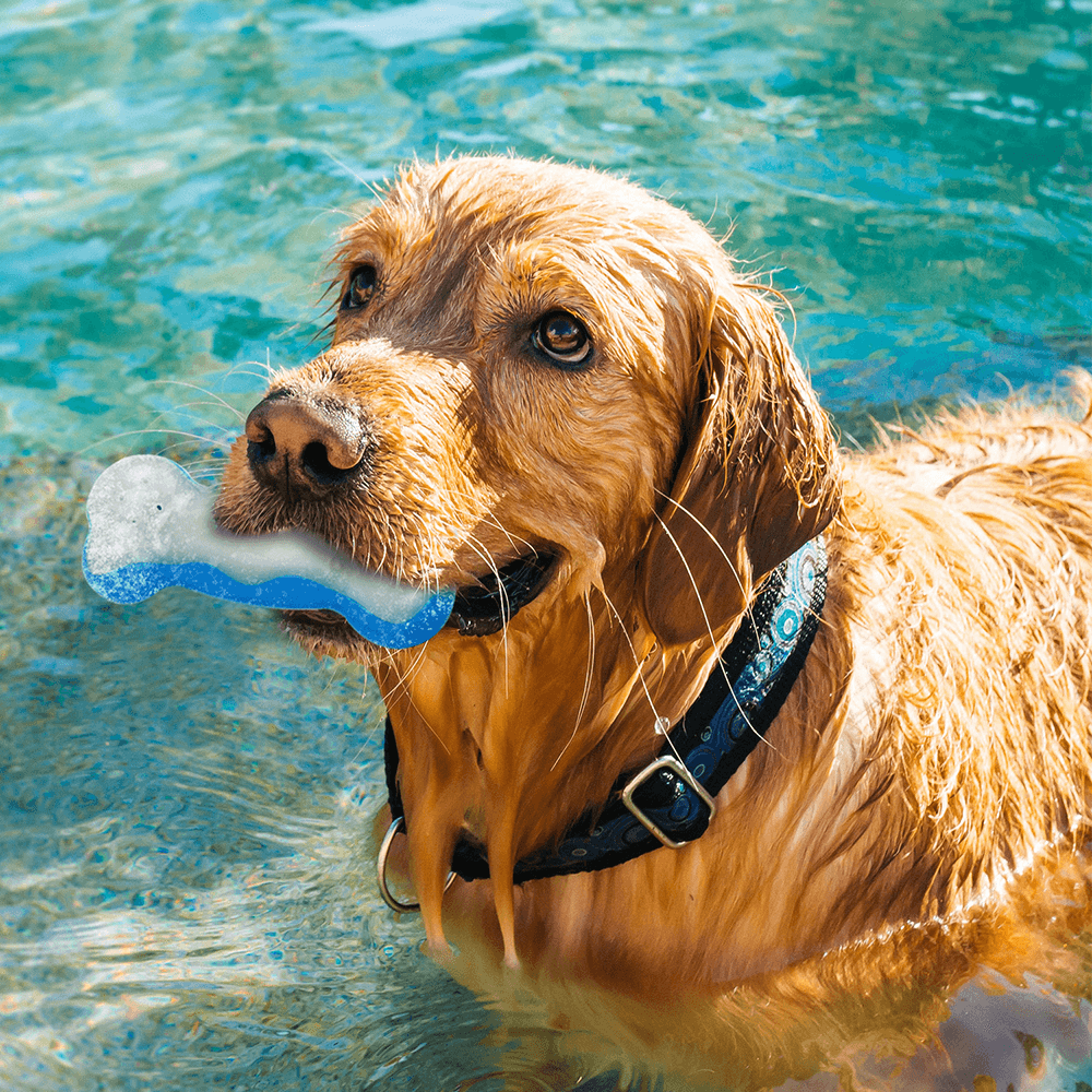 Afp Chill Out Ice Bone 6 Afp Chill Out Ice Bone