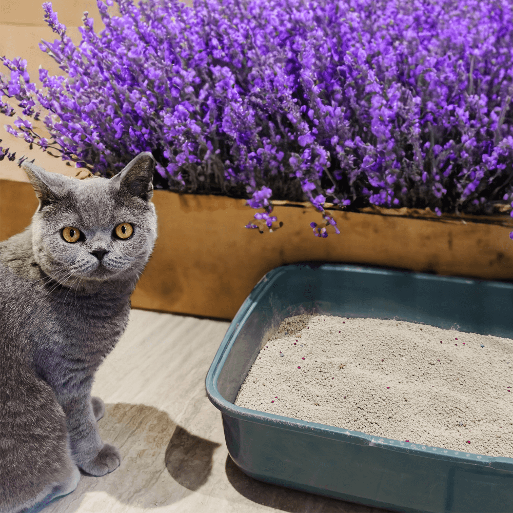 Litter Clumping Lavender 6 Litter Clumping Lavender