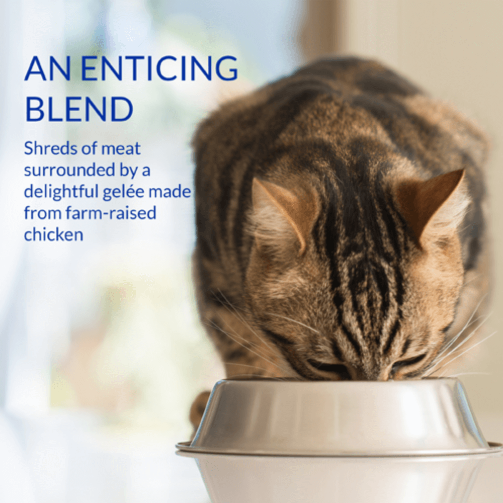 Churu Stew Chicken With Salmon Recipe Cat Treats 4 Churu Stew Chicken With Salmon Recipe Cat Treats