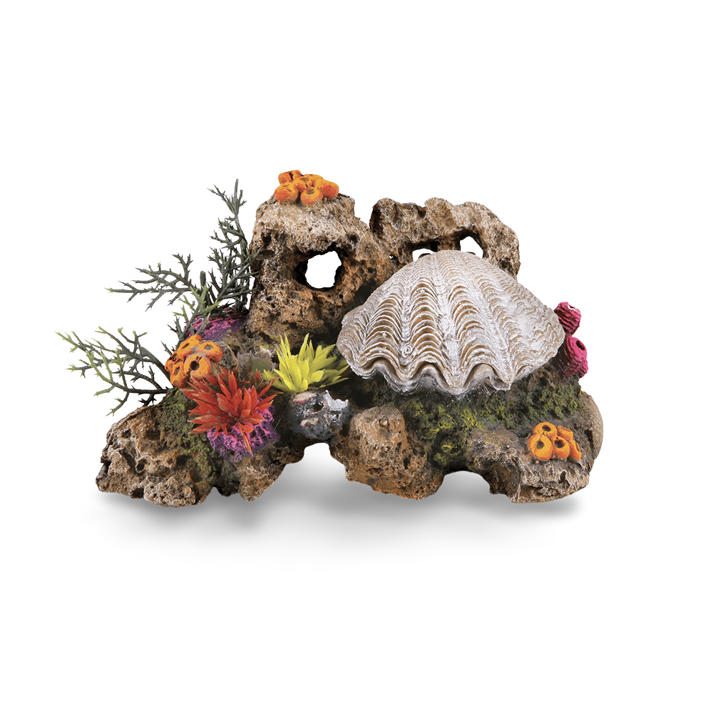 Action Clam With Coral And Plants