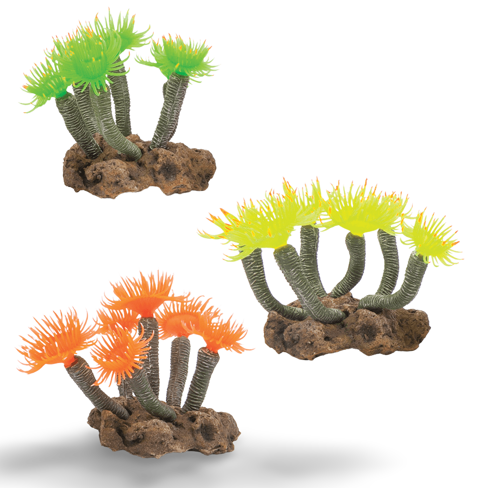 Soft Tree Coral