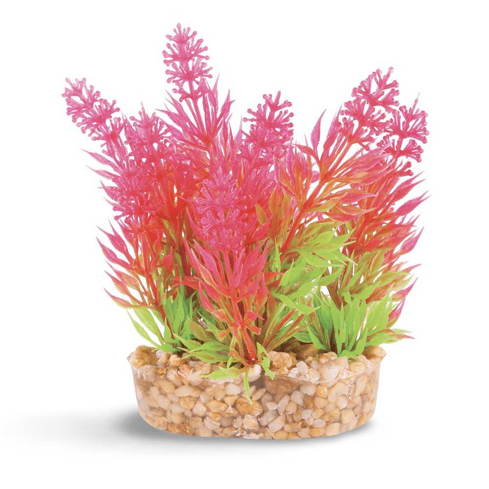 Mini Plants Assorted