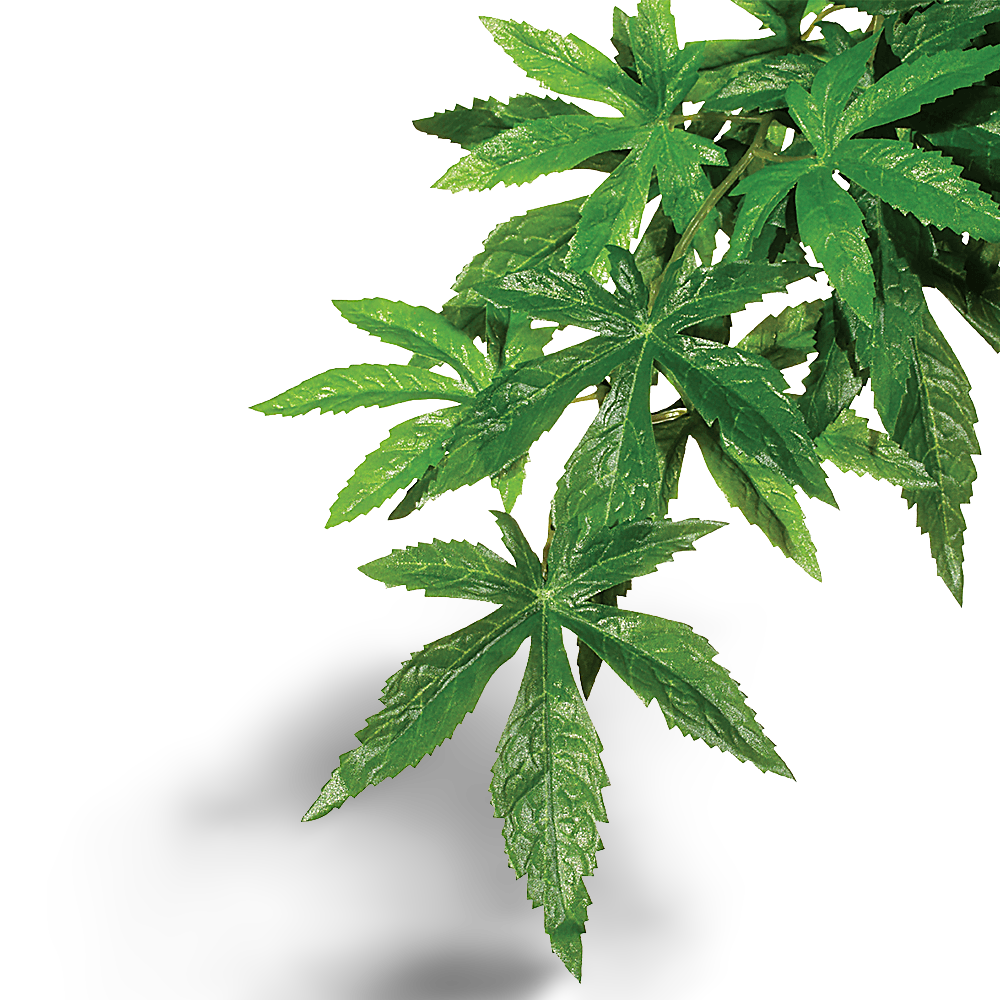 Exo Terra Forest Plant Abutilon
